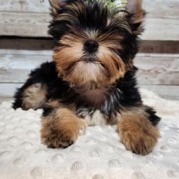 Yorkshire Terrier Puppies from Hetzel’s Enchanted Yorkies (Michigan)
