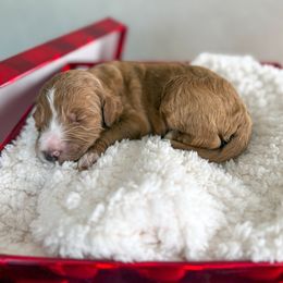 Azie - Red  male Goldendoodle puppy in Warsaw, Ohio from Lovabledoodles