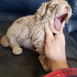 Poodle Puppies from Dogtown Doodles