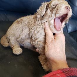 Poodle Puppies from Dogtown Doodles