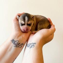 Sion - Silver and white male Pomsky puppy in Boonville, Indiana from Elysian Pomskies
