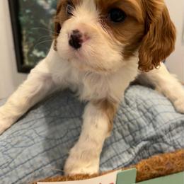 Josie - Blenheim female Cavalier King Charles Spaniel puppy in St. George, Maine from Cloud Nine Cavaliers