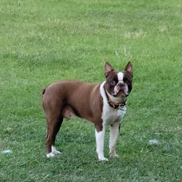 Boston Terriers from BFF BOSTONS