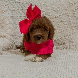 Twinkle Twinkle Little Star (Our Mother Goose Nursery Rhyme litter) - Red  female Goldendoodle puppy in Hopkins County, Texas from Boutique Doodles