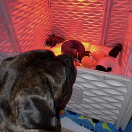 Turkey - Red brindle female Bullmastiff puppy in Cedar Creek, Texas from Burns Family Ranch " BFR Bullies"