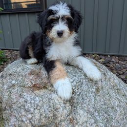 Franky - Tri-color male Bernedoodle puppy in Beach City, Ohio from Blue Cloud Doodles