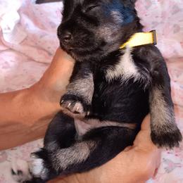 Miniature Schnauzer Puppies from Shenandoah Schnauzers