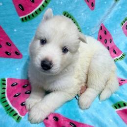 AKC Jeanette - White female Siberian Husky puppy in Centreville, Maryland from Huskies By the Bay