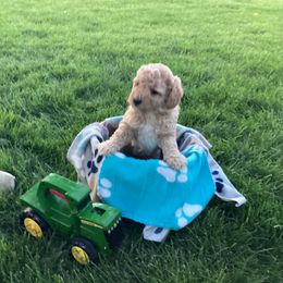 John - Apricot male Labradoodle puppy in Elk, Washington from Elk Creek Kennel