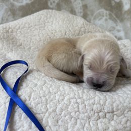 Blue Boy - Golden male Golden Retriever puppy in East Hartford, Connecticut from Cherry Hollow Goldens