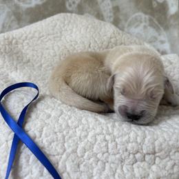 Blue Boy - Golden male Golden Retriever puppy in East Hartford, Connecticut from Cherry Hollow Goldens