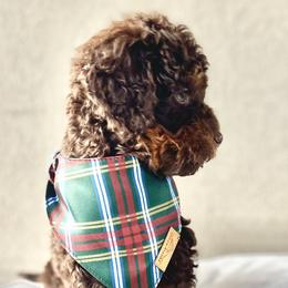 Bernedoodle and Cavapoo Puppies from Cascade Springs Doodles