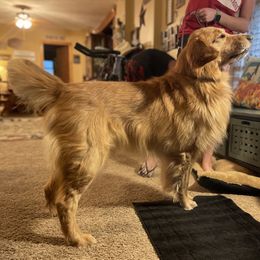 Sam - Golden Retriever