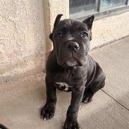 Cane Corso Puppies from Legacy Bloodline