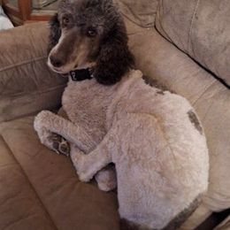 Poodles from Rossiter Poodles