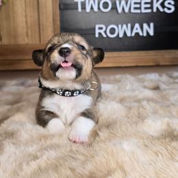 Rowan - Sable male Pembroke Welsh Corgi puppy in Lake Elsinore, California from Rose Petal Corgis