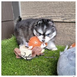 Gia - Gray and white female Pomsky puppy in North Liberty, Indiana from Indiana Pomsky
