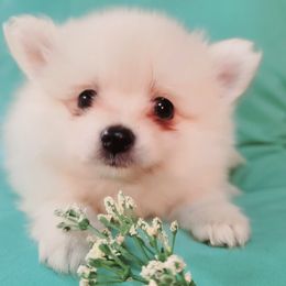 Pomeranians from Marsha's Pomeranians