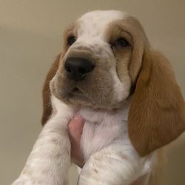 Basset Hound Puppies from Savage Sisters Basset Hounds