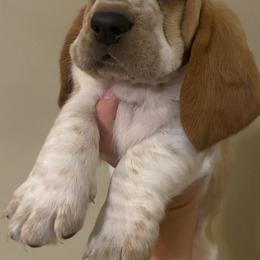 Basset Hound Puppies from Savage Sisters Basset Hounds