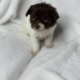 Silk - Poodle puppy in Uniondale, New York from Unique Poodles