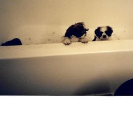 Shih Tzu Puppies from Shih Tzu Dreams Come True