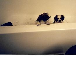 Shih Tzu Puppies from Shih Tzu Dreams Come True