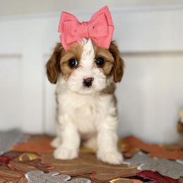 Bernedoodle and Cavapoo Puppies from Apricot Roots Doodles