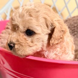 Momma - Apricot female Cavapoo puppy in Spokane, Washington from PJE Cavs and Poos