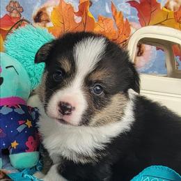 Turquoise bandana boy - Black and tan male Pembroke Welsh Corgi puppy in Cherokee, Oklahoma from MCS Farms-OK