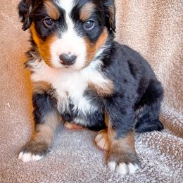 Bernedoodle, Bernese Mountain Dog, and Siberian Husky Puppies from Timberline Paws