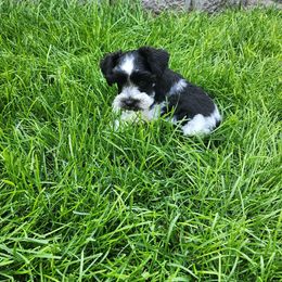 Miniature Schnauzer Puppies from Onesmallschnauzer