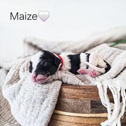 Maize - Parti female Poodle puppy in Gaylord, Michigan from Dog Mom Co. Poodles