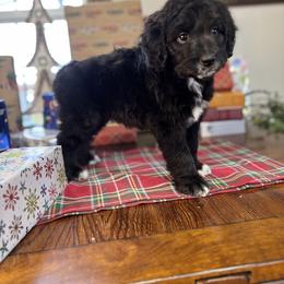 Betty - Black & white female Toy Australian Shepherd puppy in La Grande, Oregon from Larsen's Toy Aussies