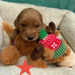 Walnut - Red male Dachshund puppy in St Johns, Arizona from Glamorous Doxies