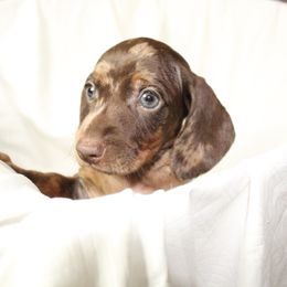 Dachshund Puppies from Mulberry Dachshunds