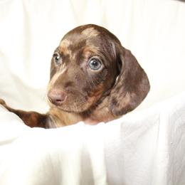 Dachshund Puppies from Mulberry Dachshunds