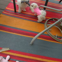 Maltese Puppies from Franny's Maltese Puppies