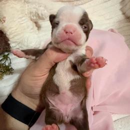 Dottie - Red female Boston Terrier puppy in Tampa, Florida from Bayshore Boston Terrier’s