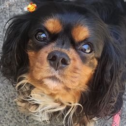 Mae mae - Cavalier King Charles Spaniel