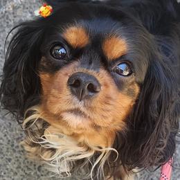 Mae mae - Cavalier King Charles Spaniel