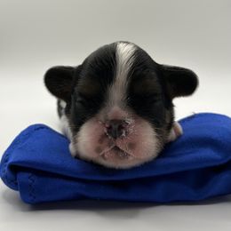 Enchanting Charlies Bippidi Boppidi Boo - Black white and tan female English Toy Spaniel puppy in Pennsylvania from Enchanting Charlies