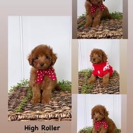 Bernedoodle, Cavapoo, Goldendoodle, and Poodle Puppies from Gypsi Doodles & Poodles