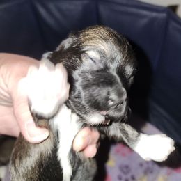 Pup 2 - Black and tan male Havanese puppy in Cuba, Missouri from Bouncy Bubbly Havanese