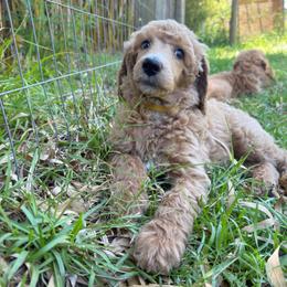 'Pistol': Muddy Foots Quick Draw - Apricot female Poodle puppy in Orlando, Florida from Sabrina Beck
