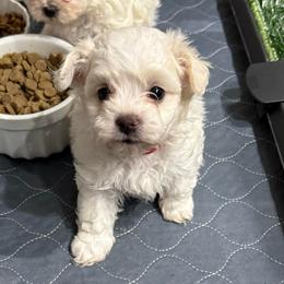 Charles - Parti male Maltipoo puppy in Crosby, Texas from Painted Rose Poodles and Doodles