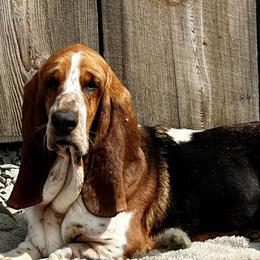 Cleo - Basset Hound
