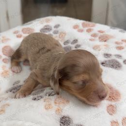 Cinnamon - Dapple female Dachshund puppy in Greenville, North Carolina from The Gorman Farms