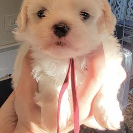 Statler - Cream male Shichon puppy in Kent, Washington from Mad Hatter Farm