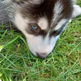 Siberian Husky Puppies from Husky Rose